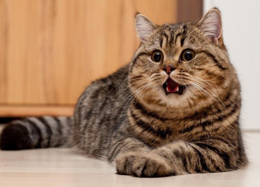 Кто испортился? Я? Взято с сайта https://1freewallpapers.com/amazed-cat