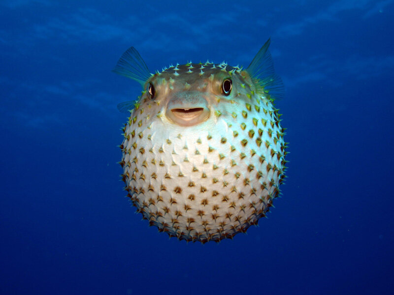 Так она выглядит в океане. 