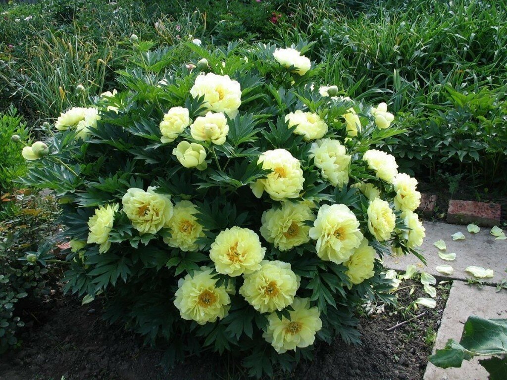 Yellow Crown ITOH Махровый. Источник изображения - Яндекс
