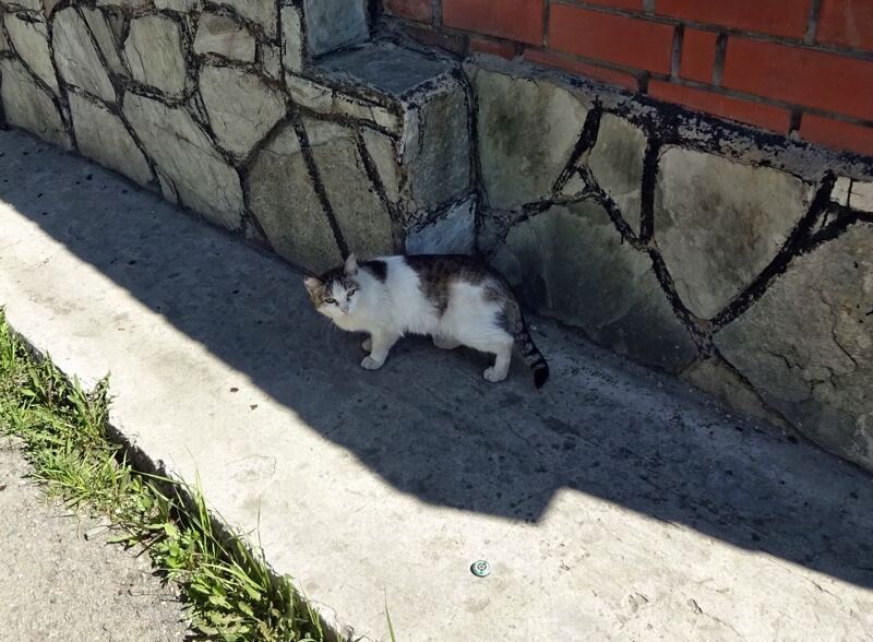В это трудно поверить, но в начале XIX века, человечество на отдельно взятом куске земли боролось с дворовыми кошками 