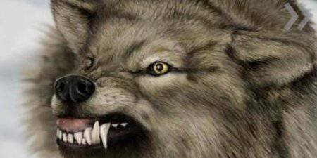 
 
В дикой природе нередко встречаются хищники, являющиеся гибридом волка с домашней собакой - волкособы (например, сибирские хаски - потомки волков).
