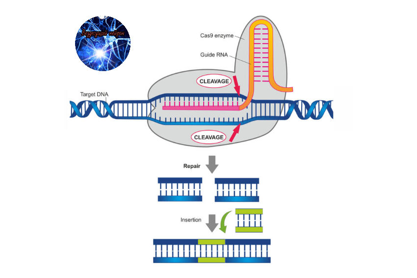 CRISPR/Cas9