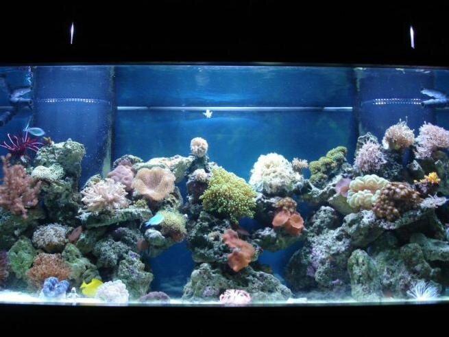 Аквариумные рыбки – выбор многих людей. Они нешумные, не мусорят, не просятся гулять в шесть утра и не устраивают скачки по спящим хозяевам в три часа ночи. К тому же аквариум весьма оживляет интерьер, за его обитателями очень интересно наблюдать, а уход за всем этим добром относительно несложен.