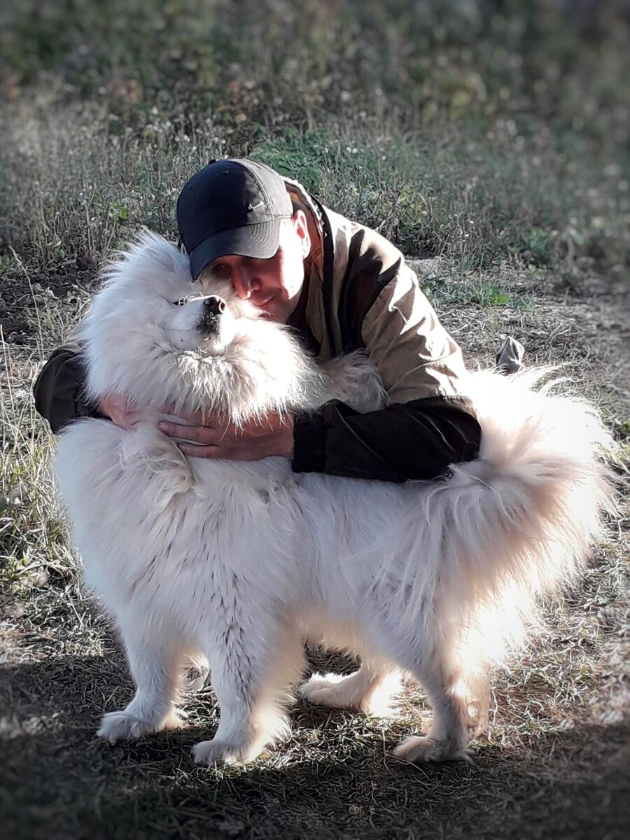 Самоедская лайка 