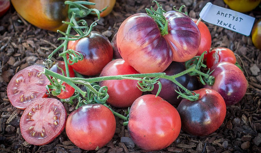 Оригинальное название сорта — томат ‘Amethyst Jewel’. Рекомендуется для выращивания в регионах средней полосы из-за подходящих климатических условий.