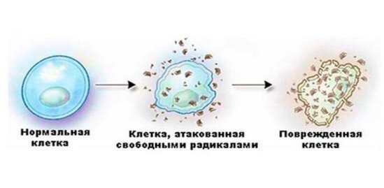 Один из видов радиобиологического эффекта - смерть клетки.