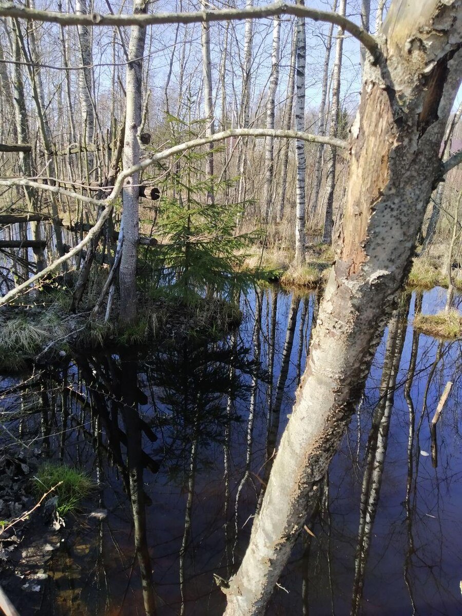В начале апреля в Синявинских широтах деревья еще не покрылись зелеными листочками. Еще ночью ниже нуля, а днем выпадает снег. Но выглядывает солнышко и сразу становится на душе веселее.