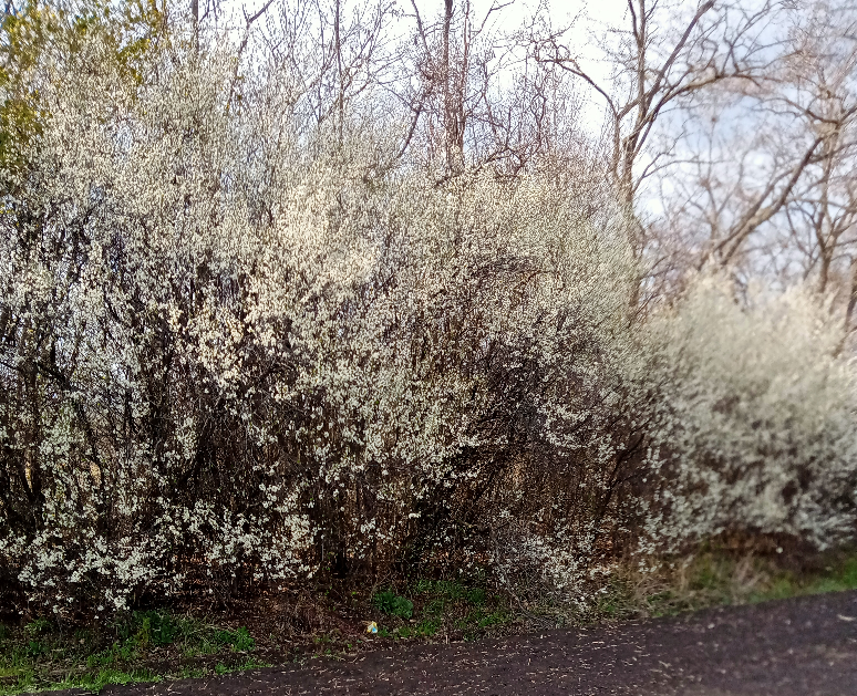 Цветет дикий терн.  Фото автора