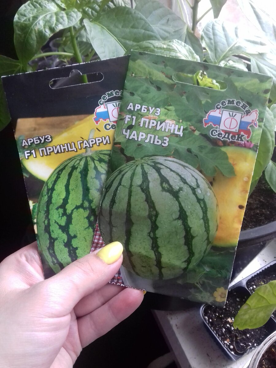 Мои любимые желтоплодные арбузы