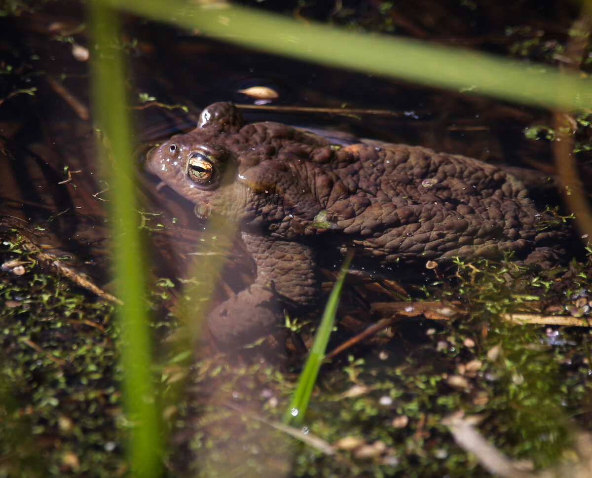 Серая жаба bufo bufo. Кавказский заповедник серая жаба. Лягушка на болоте. Жаба в болоте. Кавказская (колхидская) жаба.