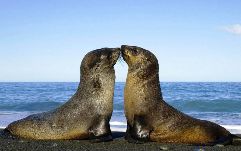 Морские котики)