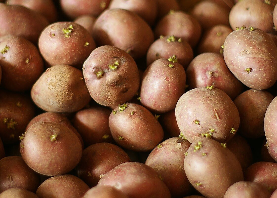 Какие семена картошки. Семенной картофель. Семенная картошка. Семена картошки. Элитные семена картофеля.