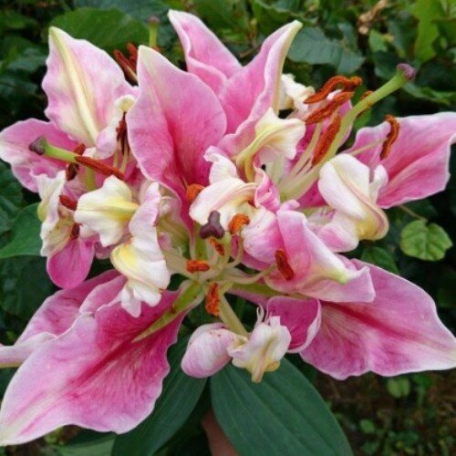  Лилия Parrot Pink Cariba 
