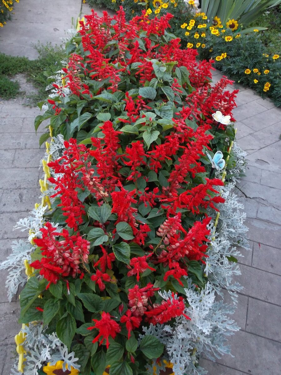 Красные цветы для клумбы фото и названия