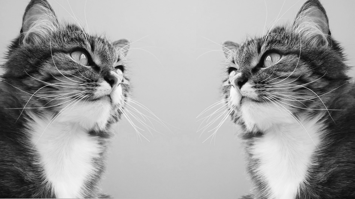 Две кошачьи жизни