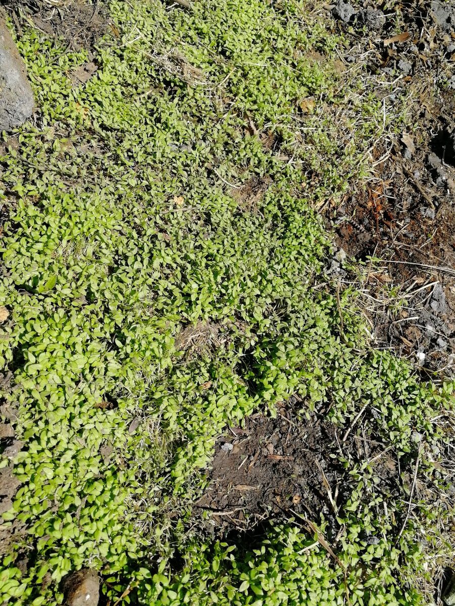 Достала свой арсенал препаратов от сорняков. Что из этого вышло ...