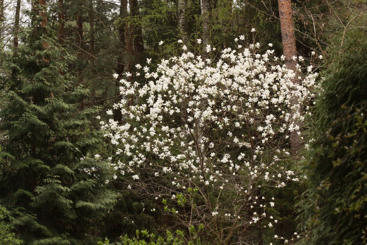 Магнолия Кобус (Magnolia kobus) в саду Елены, фото хозяйки, май 2014