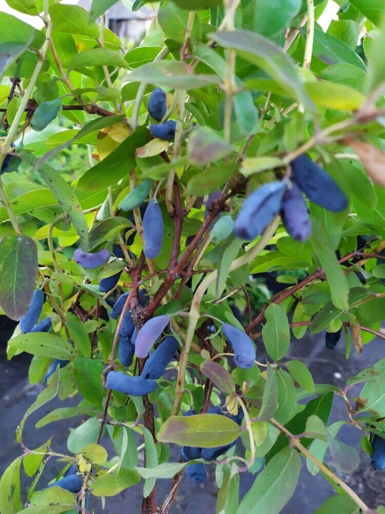 Жимолость съедобная цветение. Жимолость ленинградский великан. Жимолость садовая куст. Жимолость в якутии. Почему плохо растет жимолость.