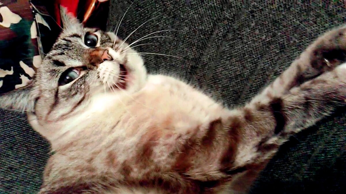 - Сднём пионерии!