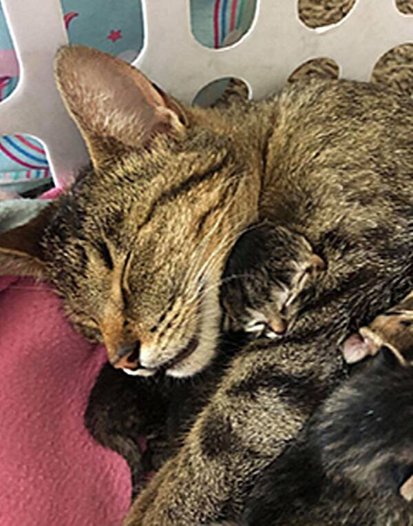 Фото БиДжея Кинга. Для своей мамы-кошки он ничем не отличается от других котят