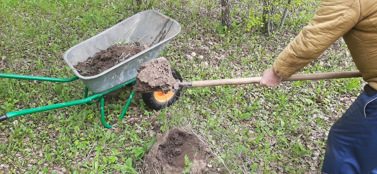 Выкапываю очередной домик муравьев