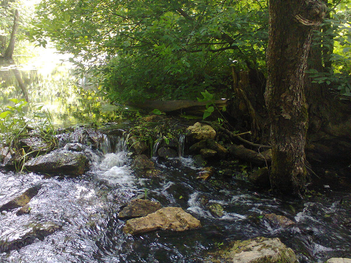 Лесная речка. Фото автора.