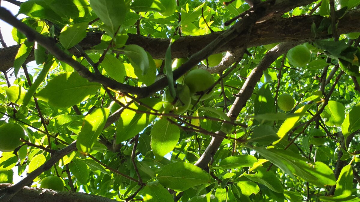 Скоро поспеют 