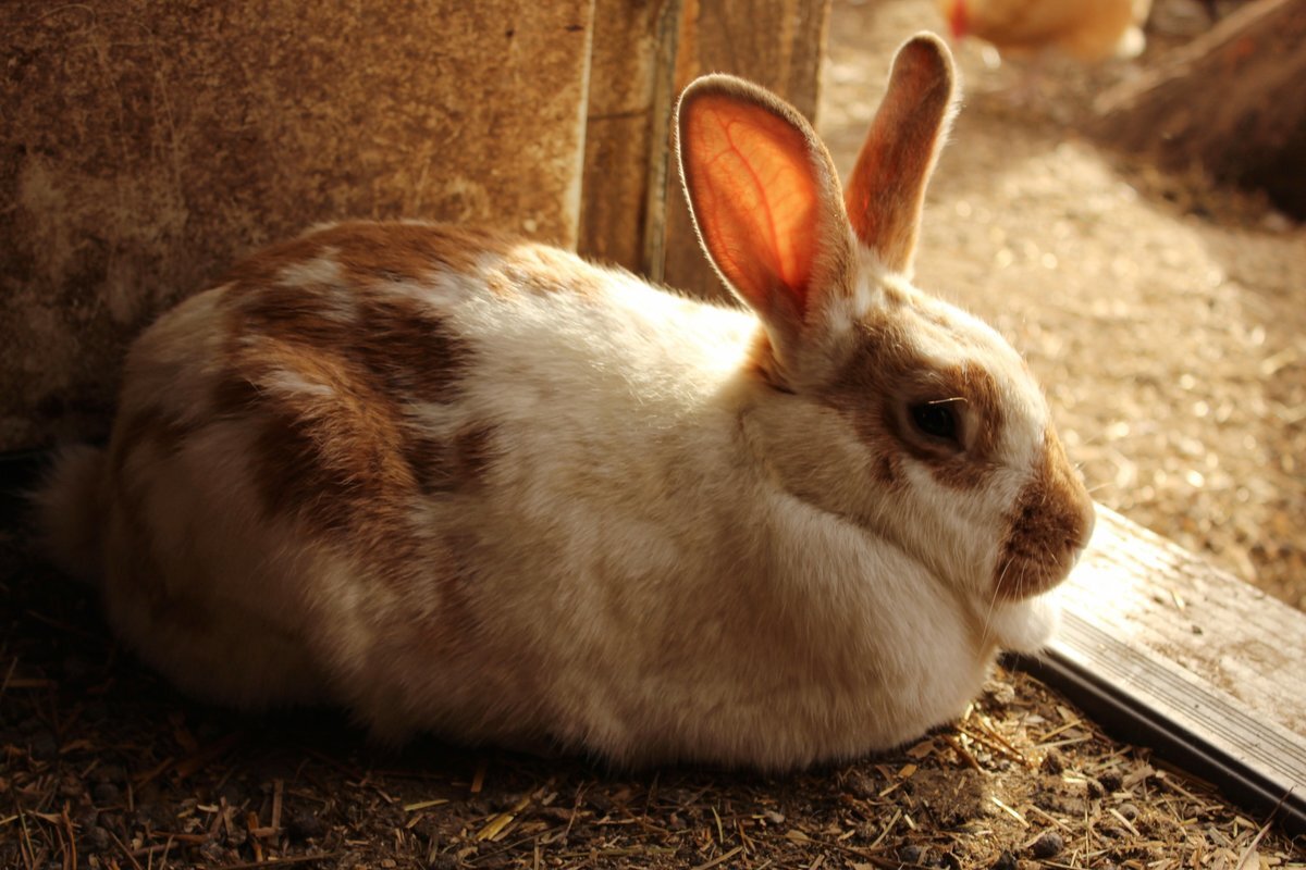 Кролик-это не только ценный мех, но еще 3,4 кг вкусного,диетического мяса.
Поговорим сегодня о кроликах. Что можно о них сказать?
Хочу рассказать как за короткое время можно откормить кролика на мясо.