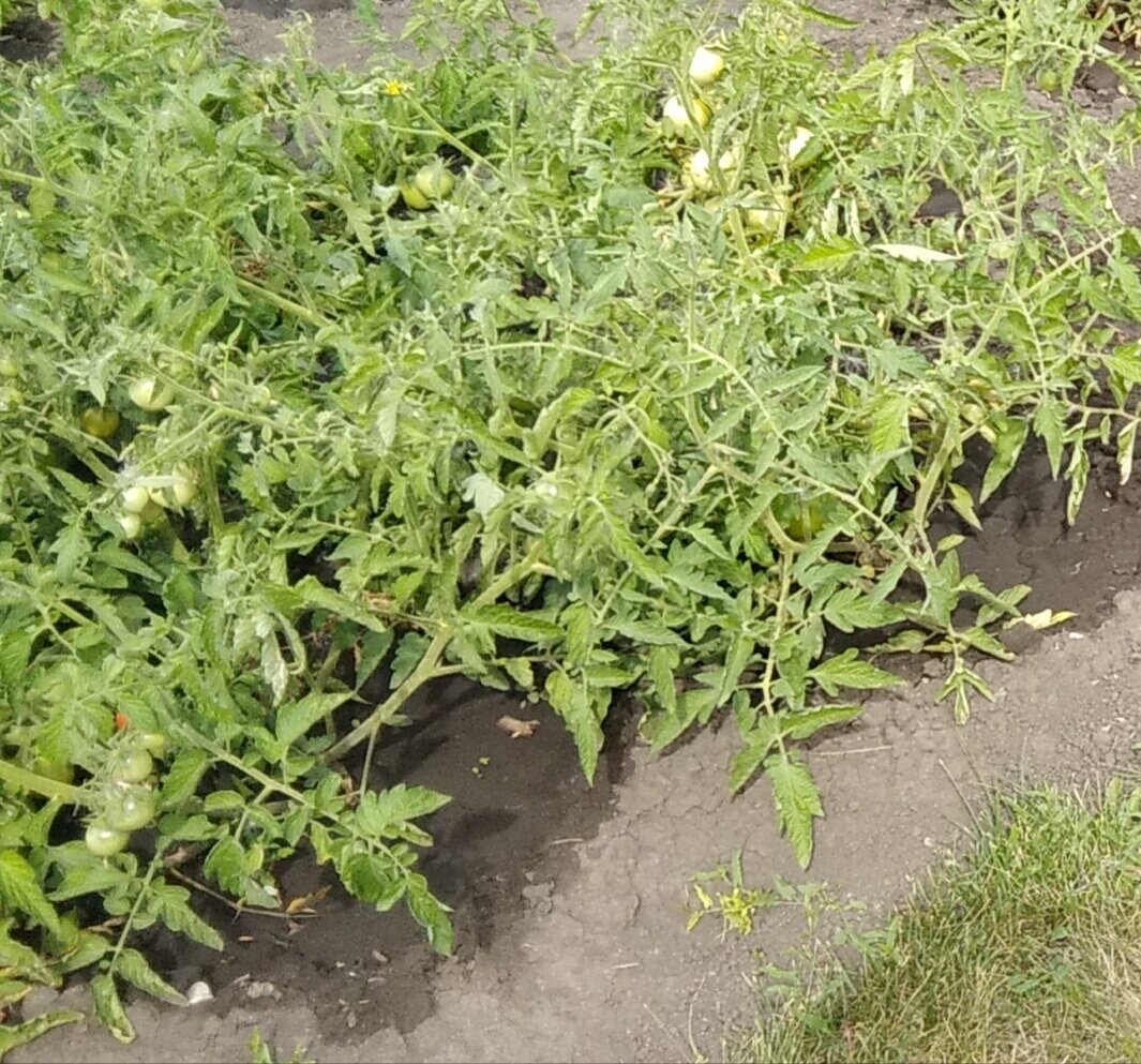 Кусты помидоров. Фото автора.
