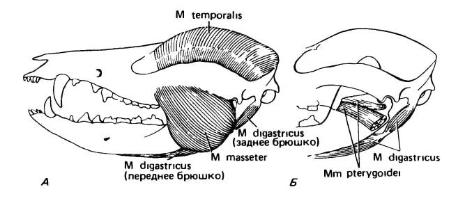 1.  Полость хищника. 