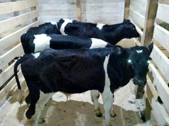 Телята в открытом грузовике.