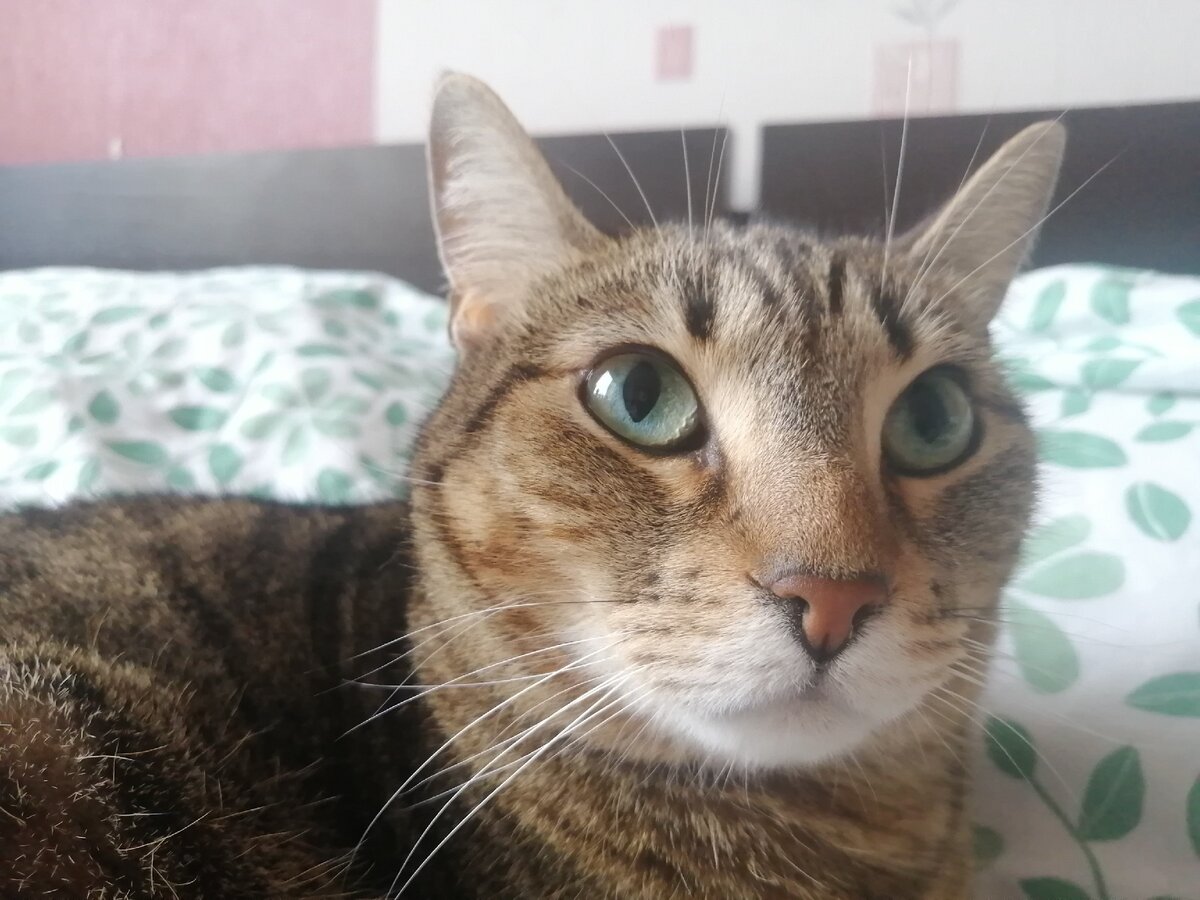 Мышка. Фото из личного архива автора.