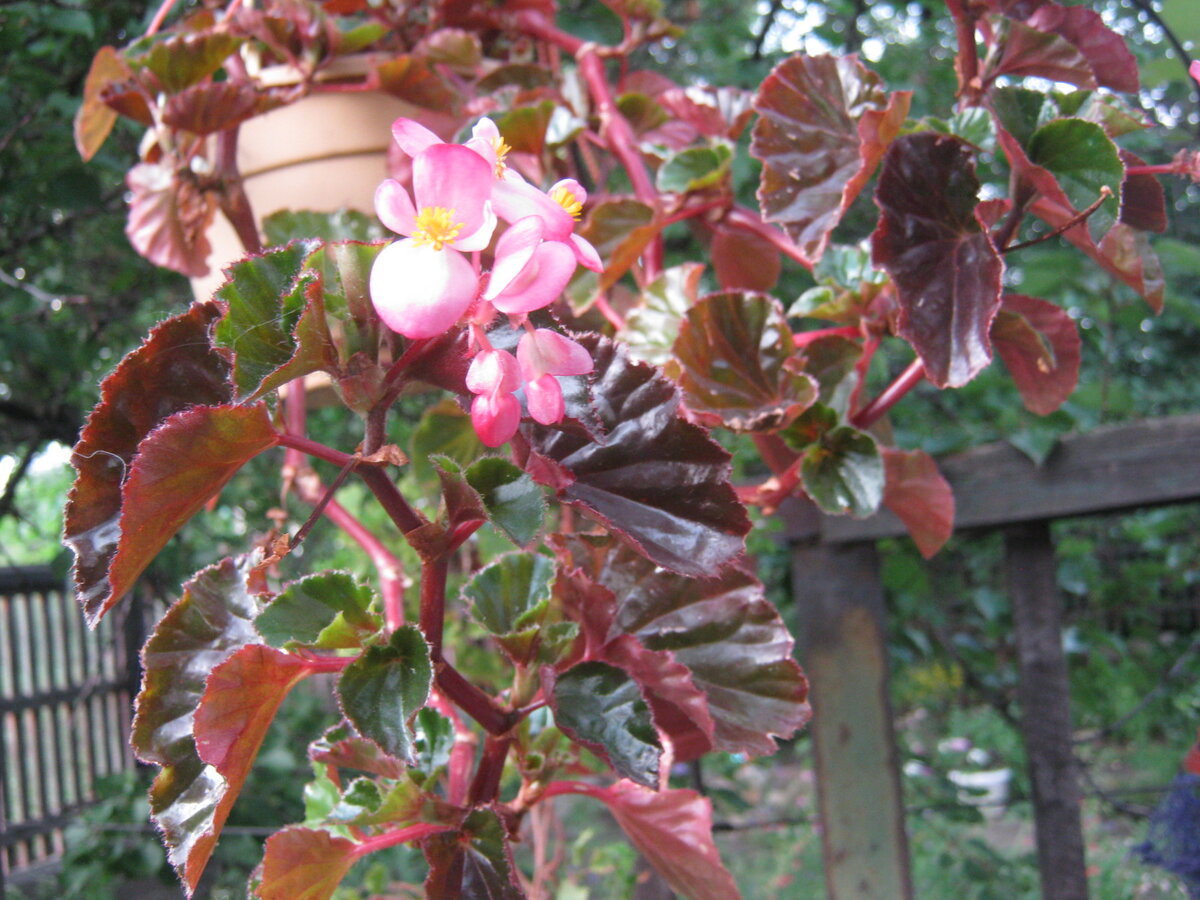 Бегония клубневая (Begonia x tuberhybrida Voss)