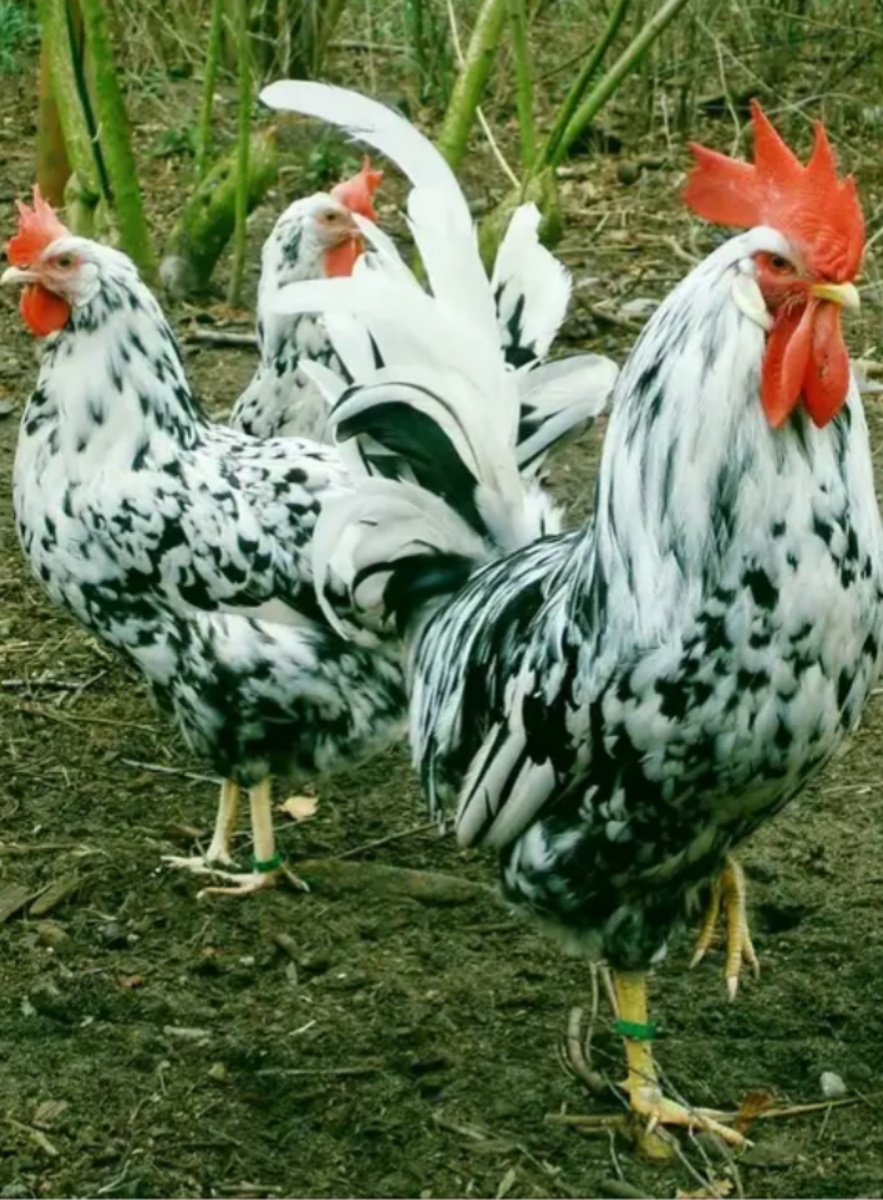 Леггорн далматинец