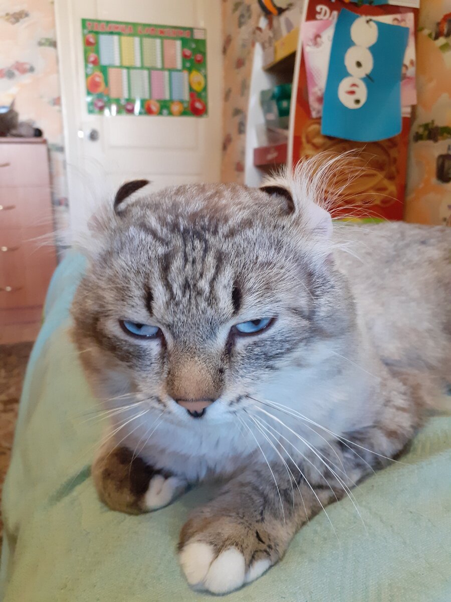 Уши после мытья сушит