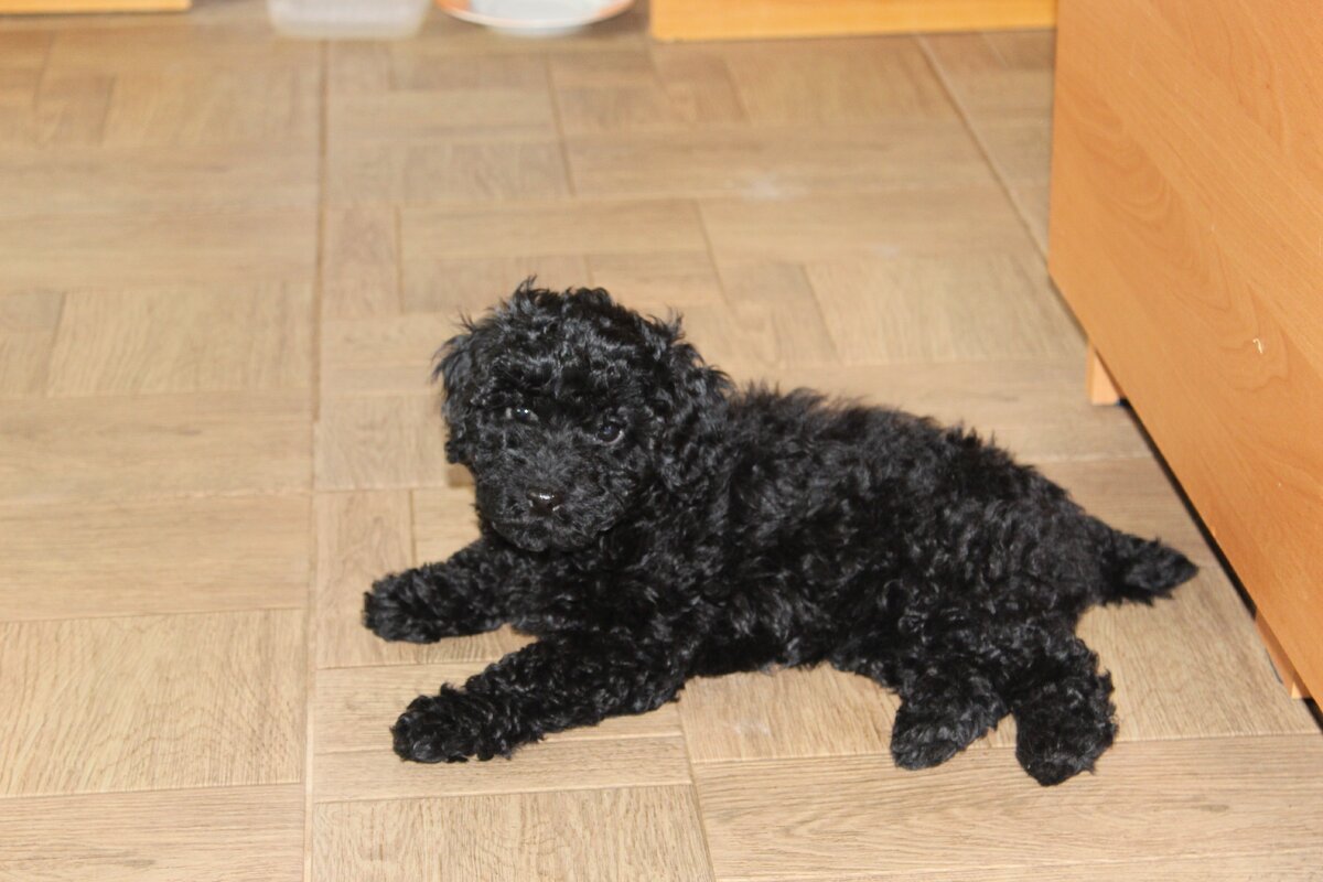 В первую поездку Юми было немногим более месяца.