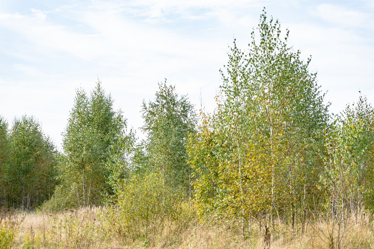 2. Редколесье юго-западнее Виноградовского пруда.