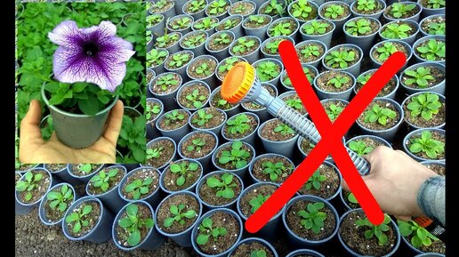 Как правильно поливать петунию? чтобы не навредить растению