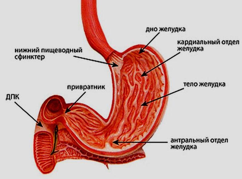 Иллюстрация из Атласа анатомии человека Р.Д. Синельникова