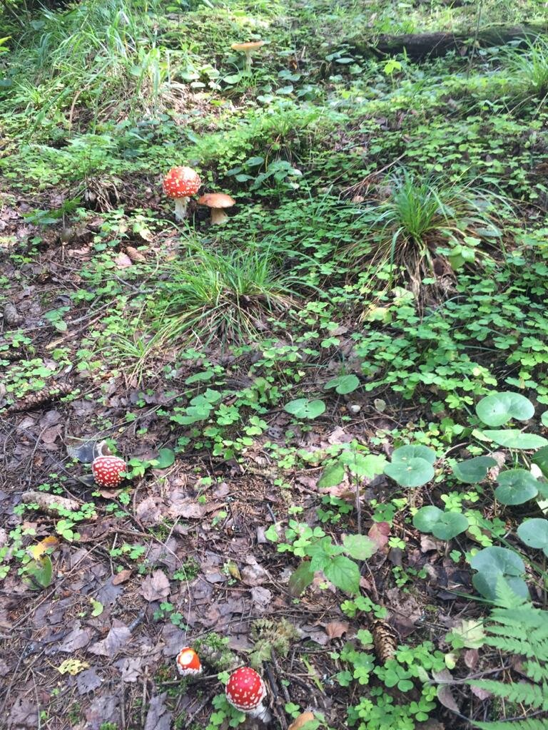 Началось все с мухоморов, а закончилось.........