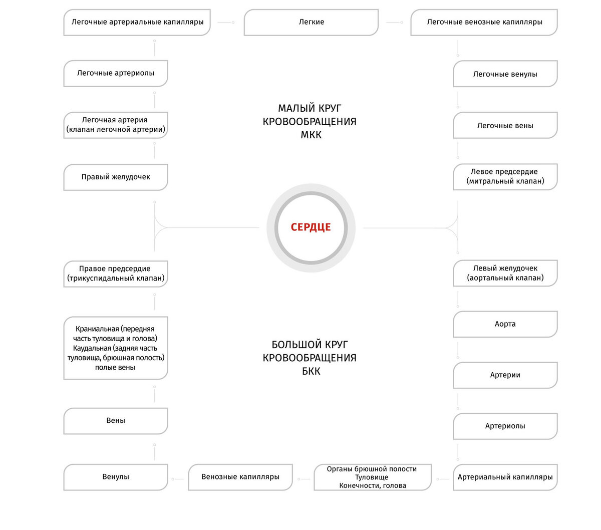 Кровеносная система кошек 🐱