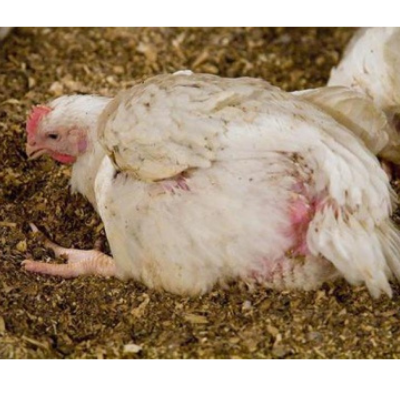 Бройлер КОБ 500