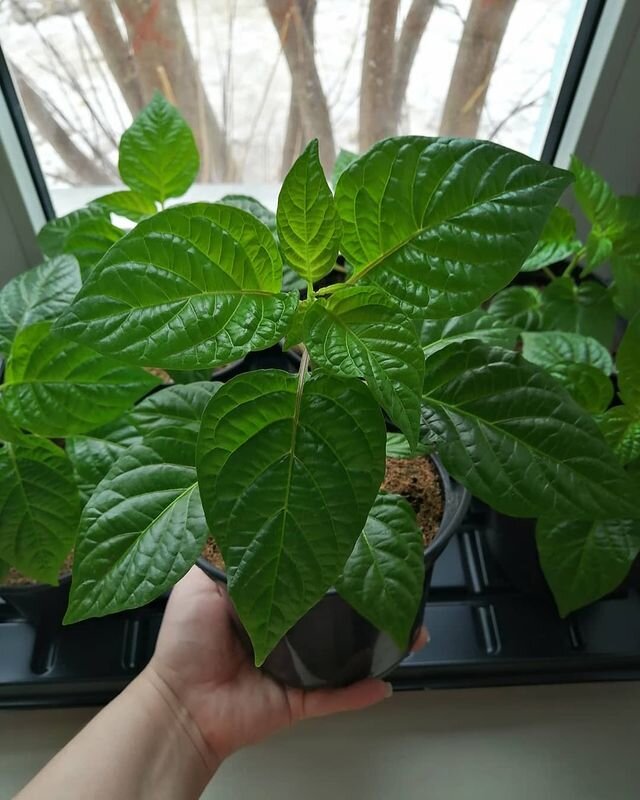 перец от @rassadochka24