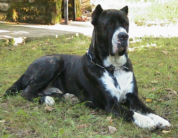 Кане корсо с нестандартным расположением белых пятен.На передних лапах выше пястей, морда целиком (допустима лишь белая проточина на спинке морды, не выходящая за глаза). Не нашла старое, еще черно-белое, фото, где сука кане корсо и ее щенок примерно такого же окраса, что на картинке. Хотя оно было очень распространено одно время. Крайней степени пятнистости  - белое пятно во всю собаку - у корсо ни разу не замечено.