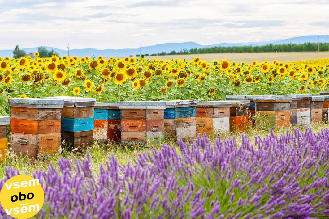 Пример разбивки участка на делянки