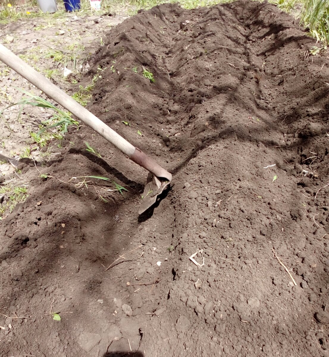 фото автора, делаю тяпкой бороздки