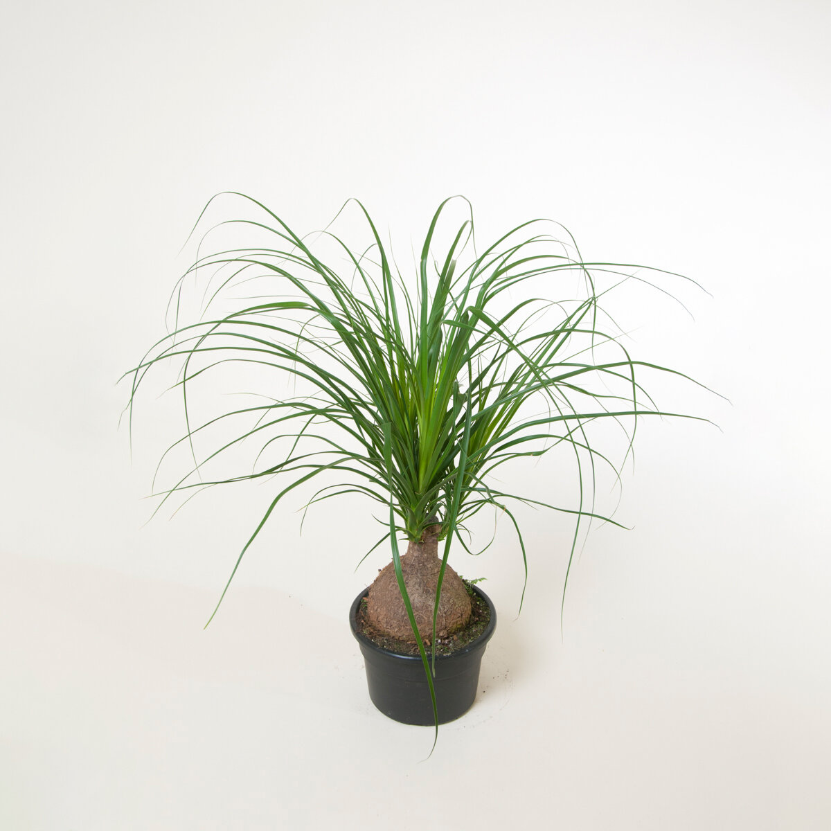 Beaucarnea recurvata