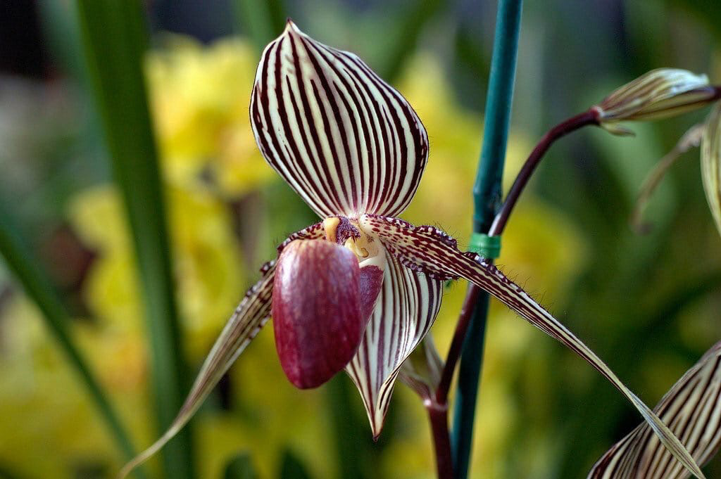 Орхидея Ротшильда