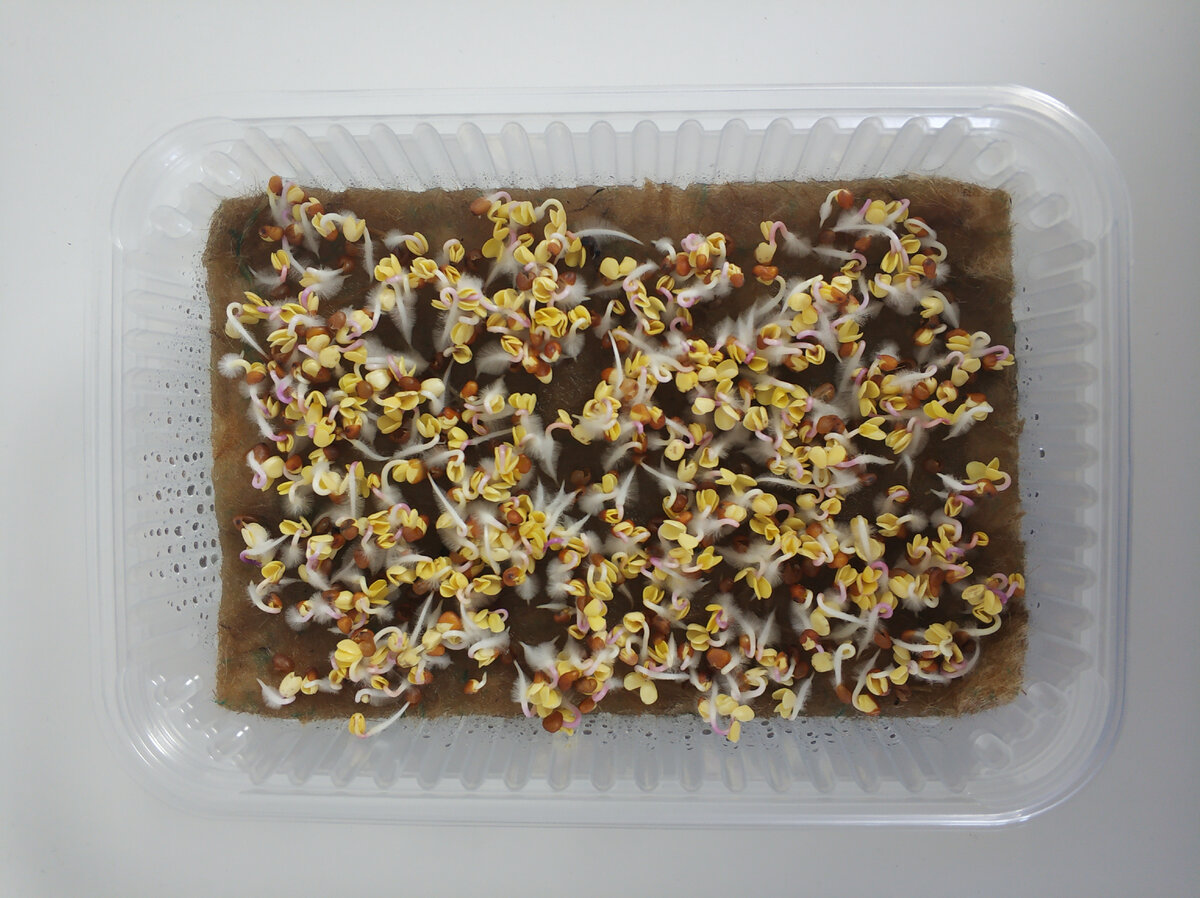 Редис Рэд Корал