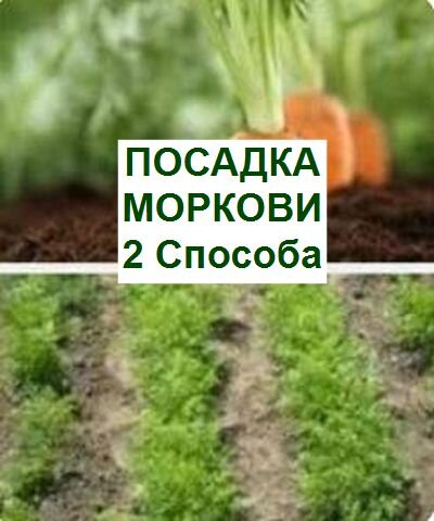 как посеять морковь